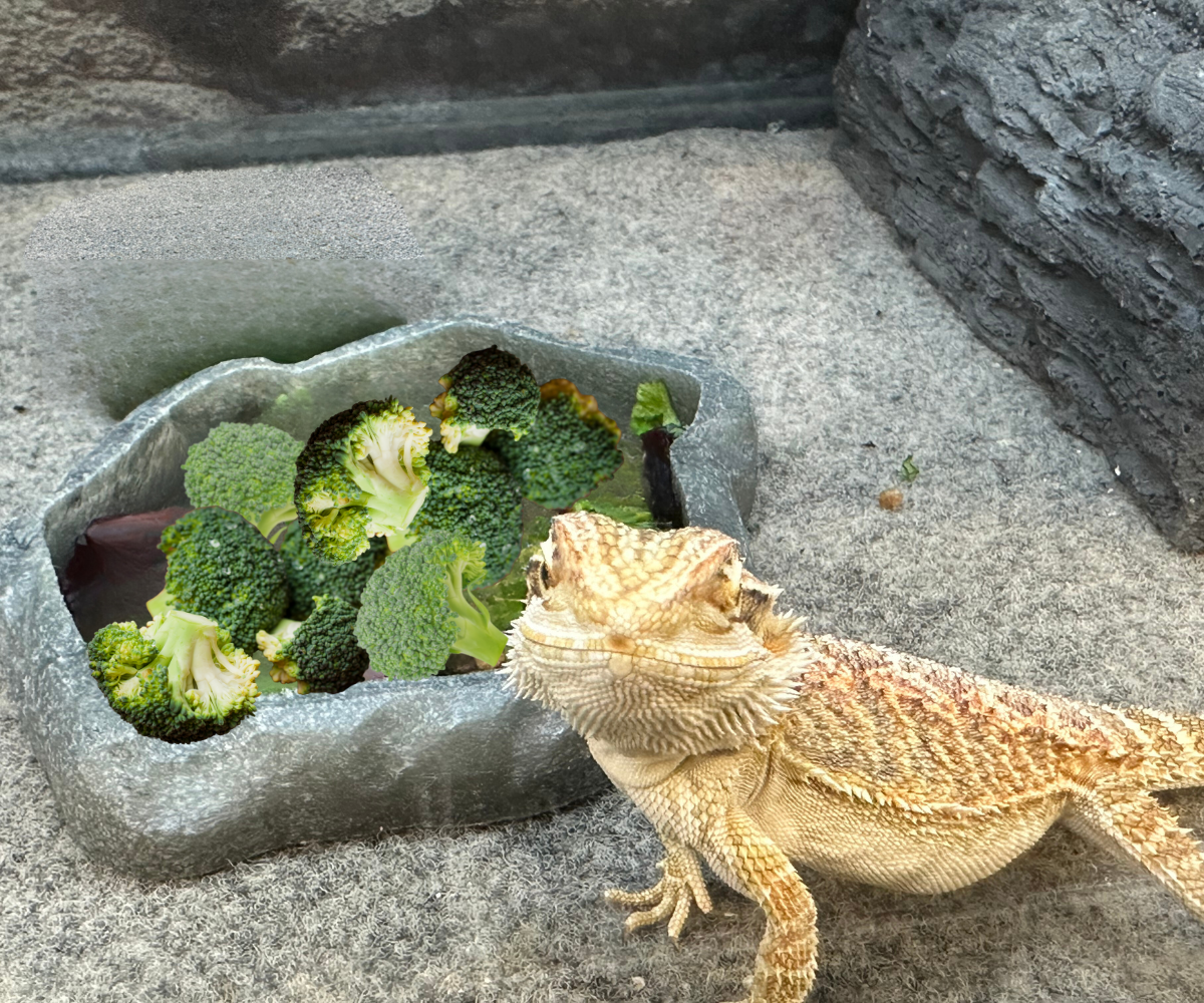 Can Bearded Dragons Eat Broccoli?