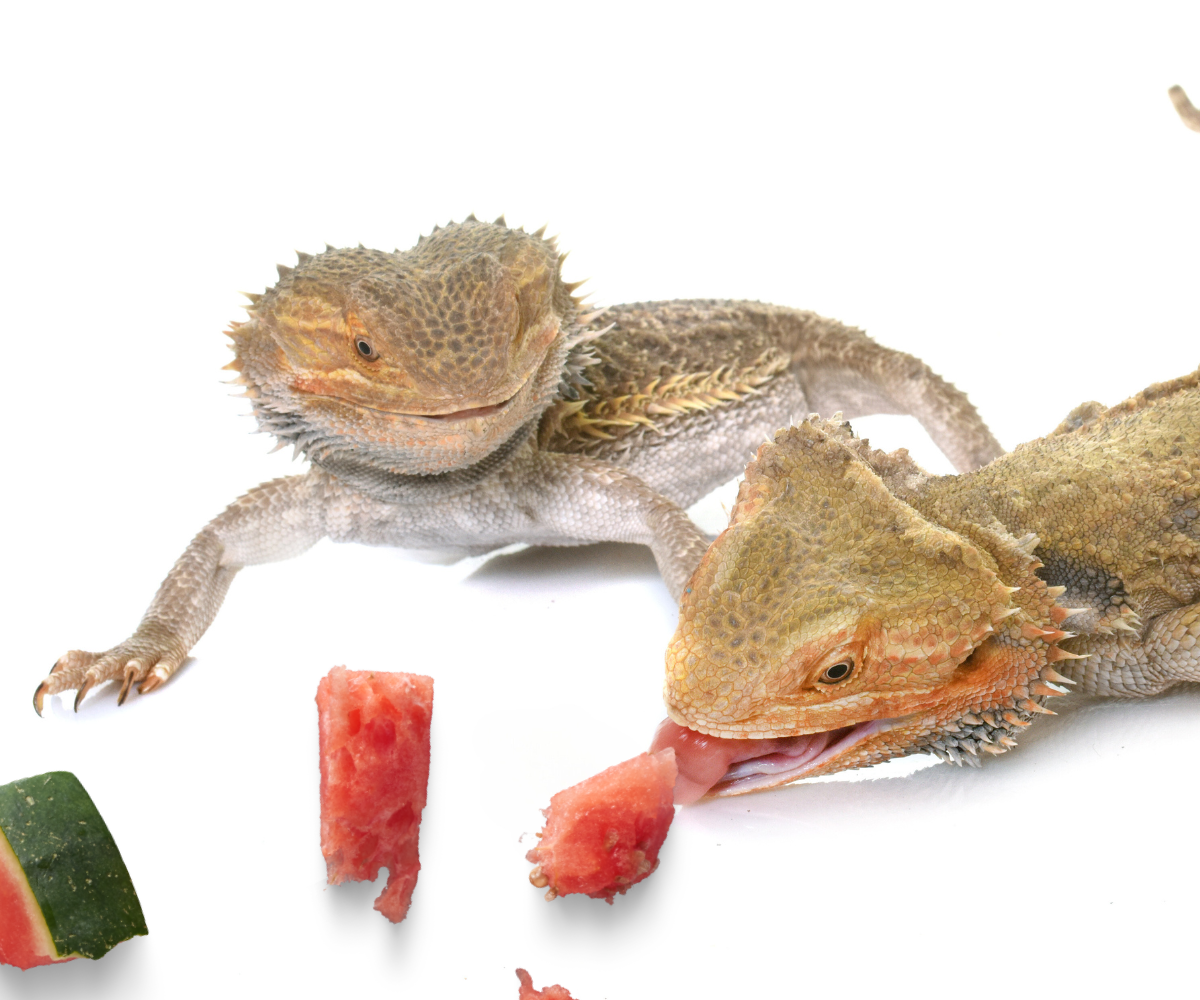 Can Bearded Dragons Eat Watermelon?