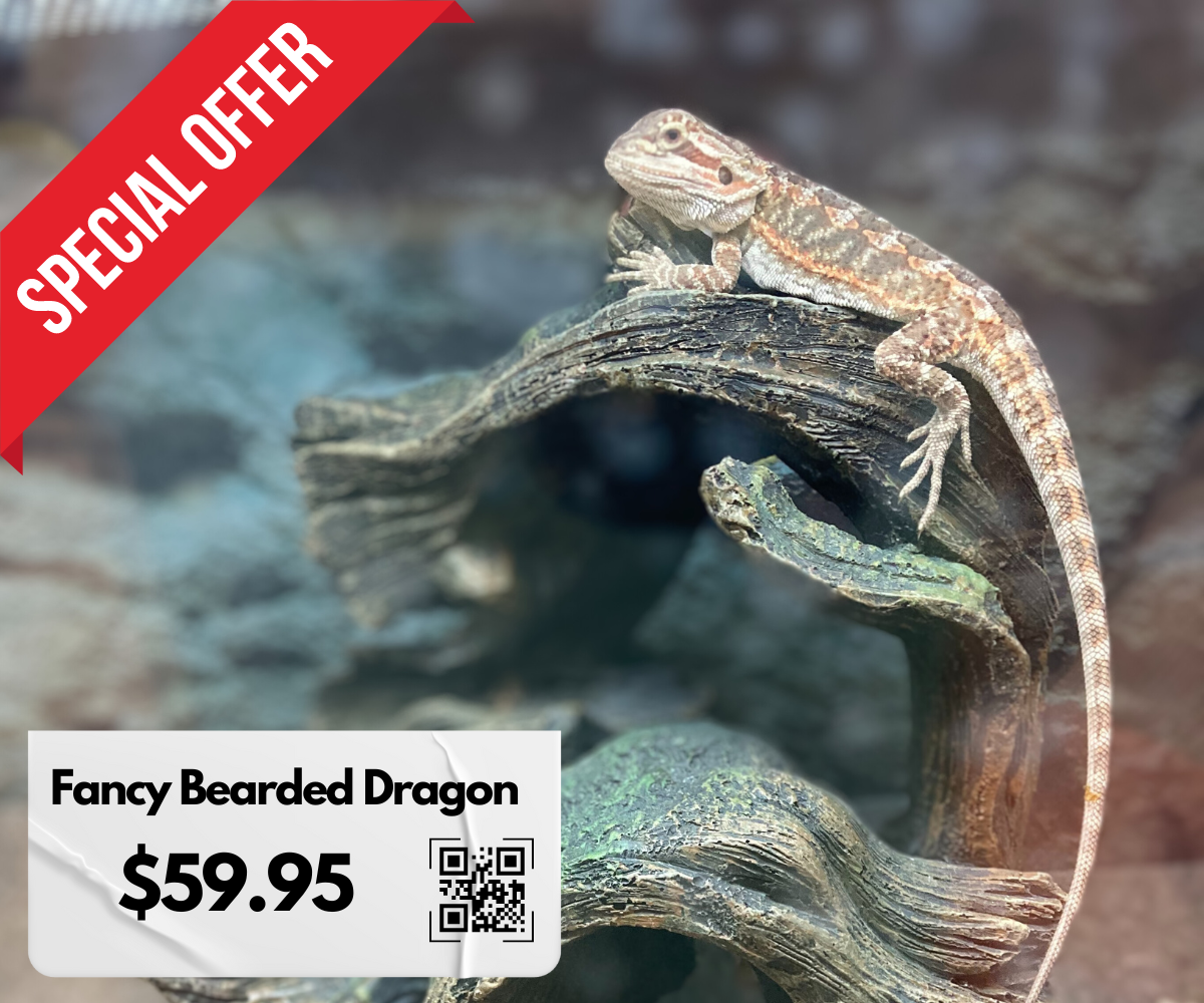 How Much Is a Bearded Dragon?