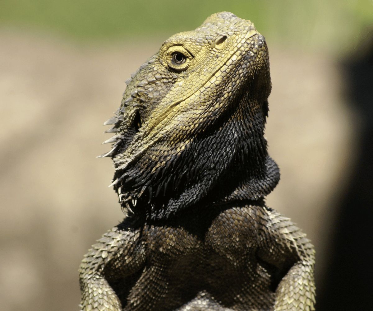 How Long Do Bearded Dragons Live? The Lifespan of Bearded Dragons