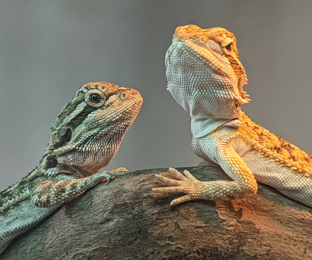 The Many Breeds of Bearded Dragons