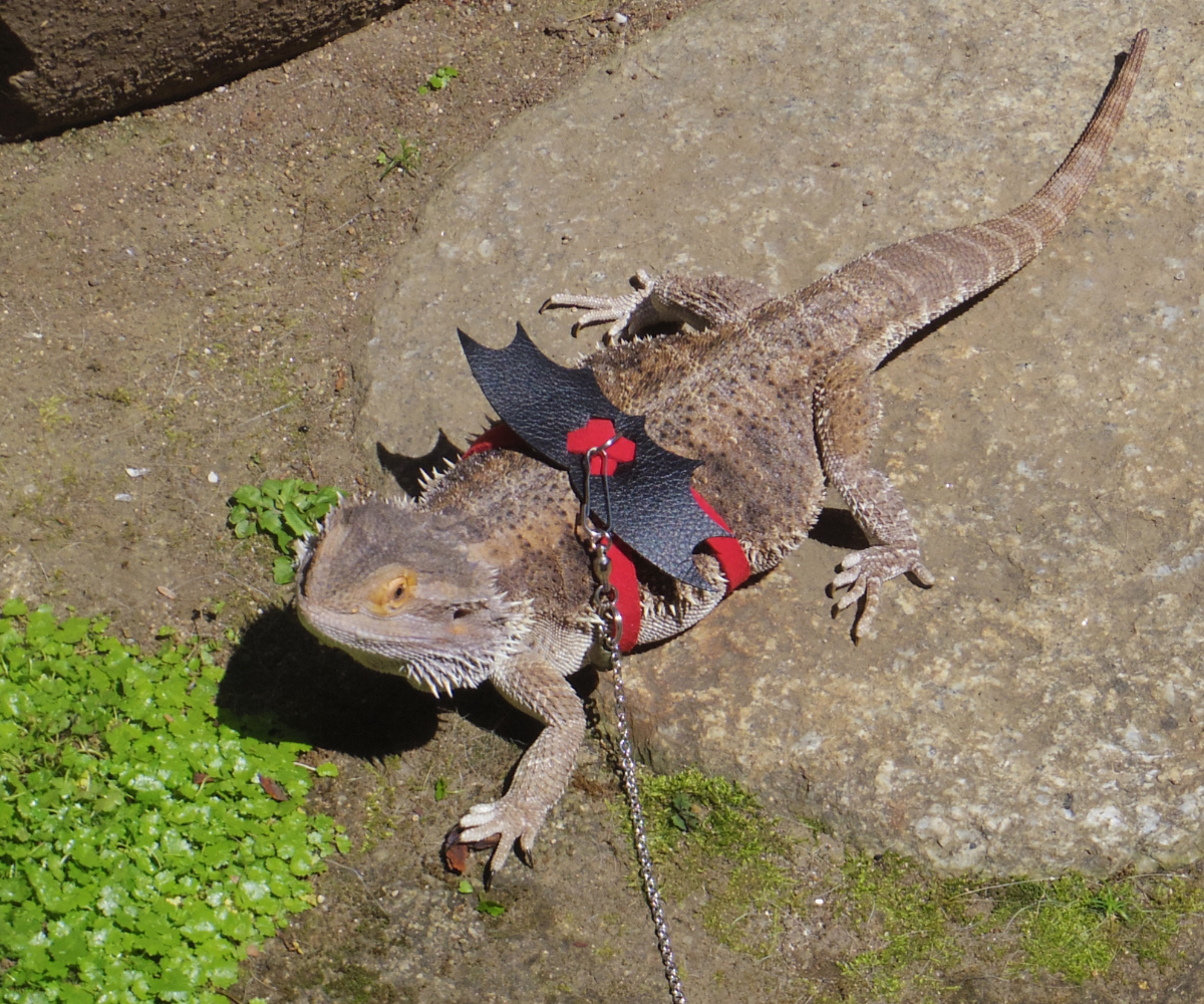 3 Must-Have Bearded Dragon Harnesses for Safe and Stylish Adventures