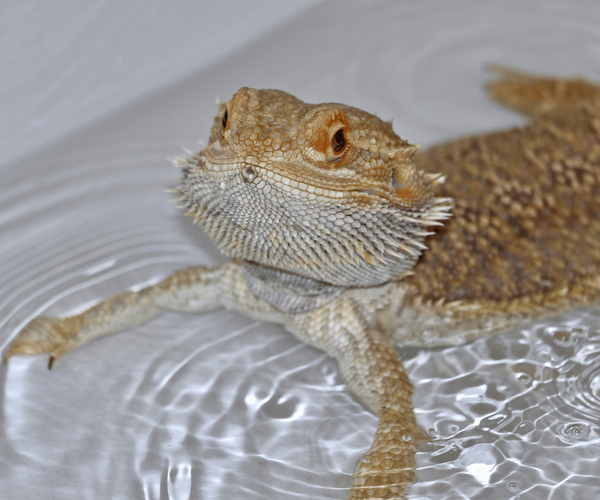 Can Bearded Dragons Swim? The Aquatic Abilities of Your Pet Dragon