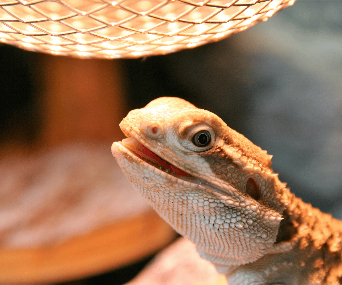Best Heat Lamps for a Warm and Happy Bearded Dragon