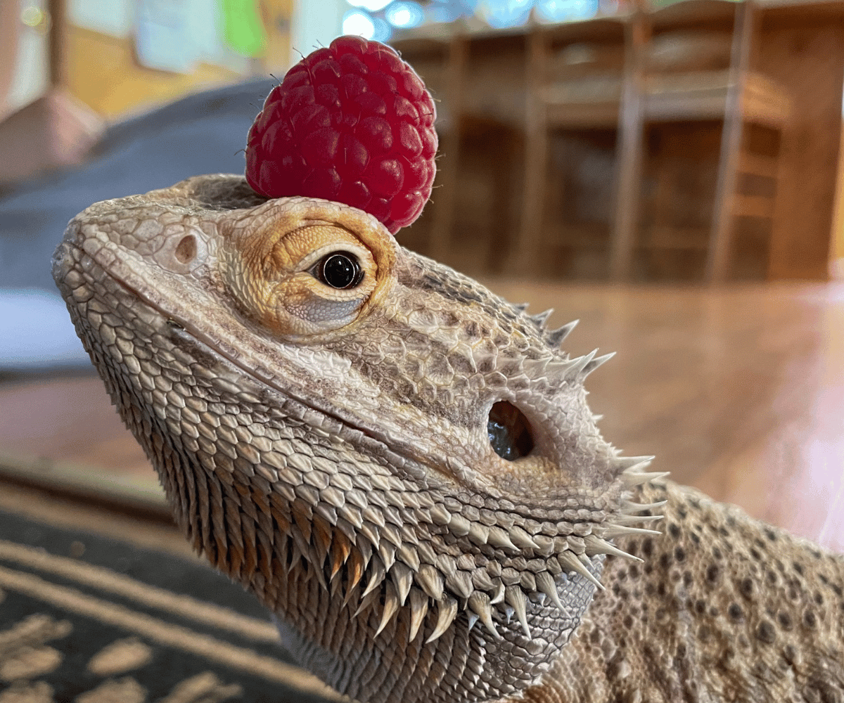 Can Bearded Dragons Eat Raspberries?