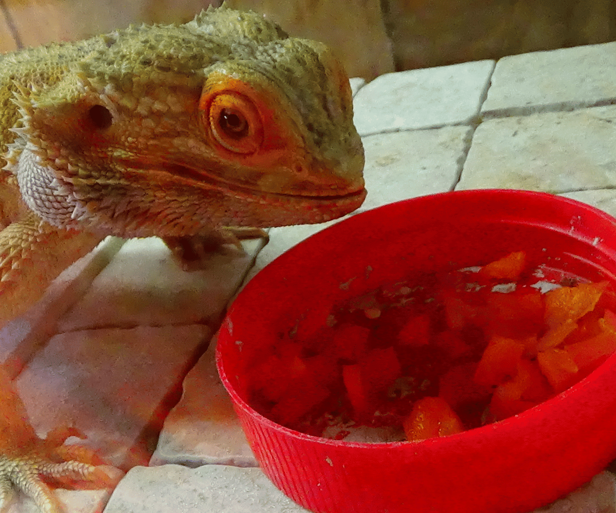 Can Bearded Dragons Eat Bell Peppers?