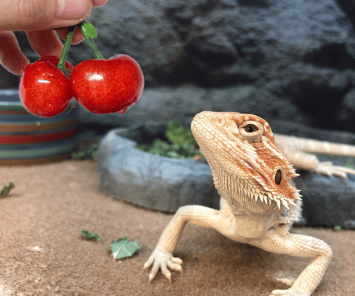 Can Bearded Dragons Eat Cherries?