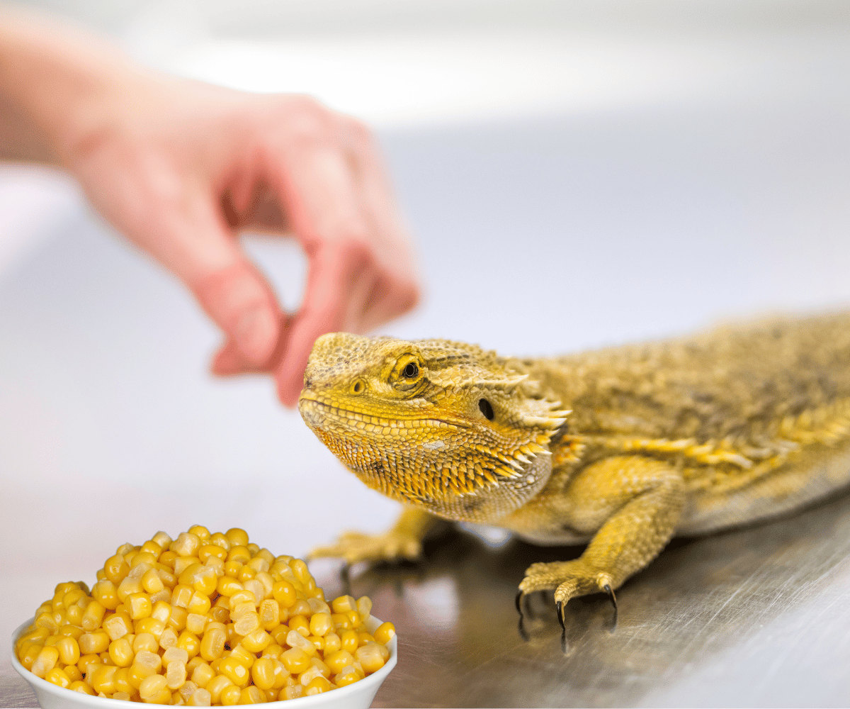 Can Bearded Dragons Eat Corn?