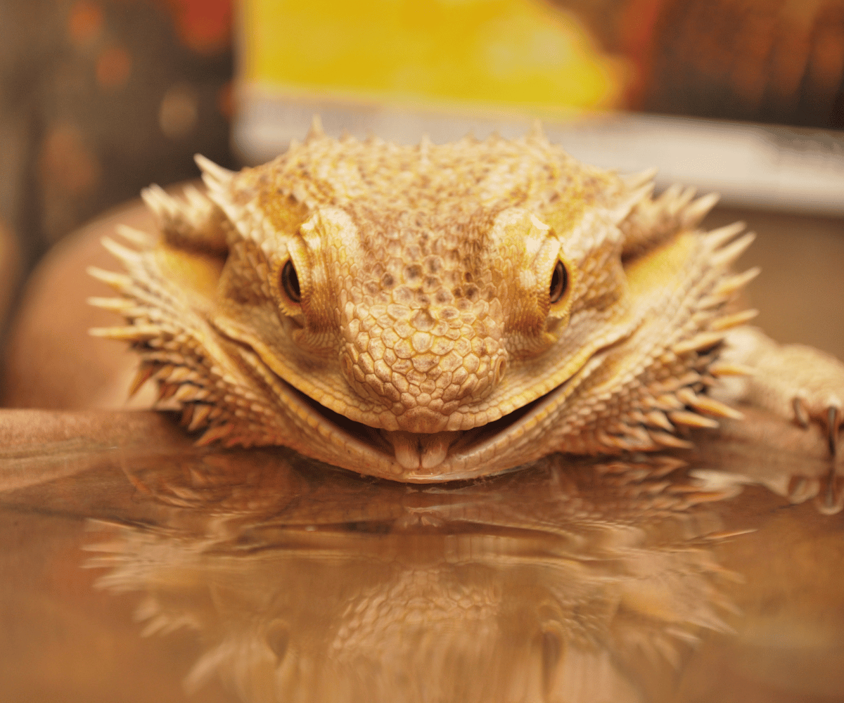 Do Bearded Dragons Drink Water?