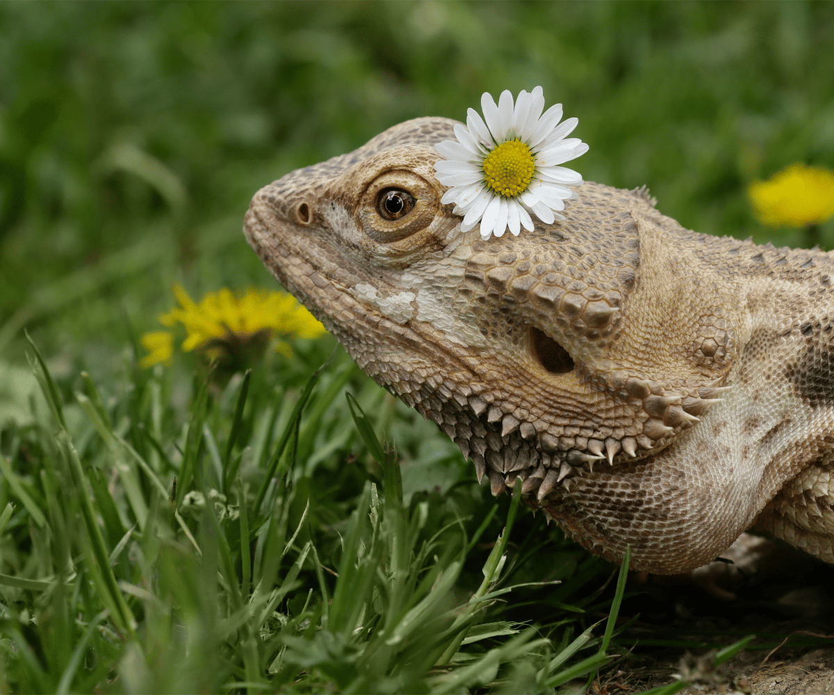 What Flowers Can Bearded Dragons Eat?