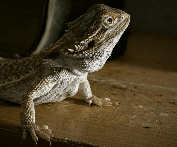 How Long Can a Bearded Dragon Go Without Eating?