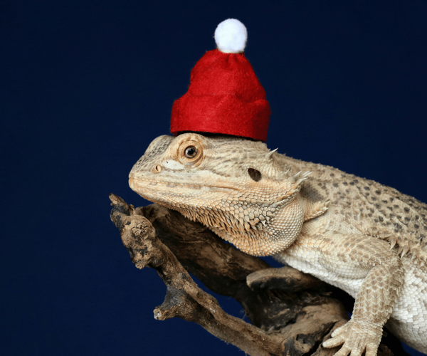 Adorable Bearded Dragon Outfits That Will Make Your Heart Melt!