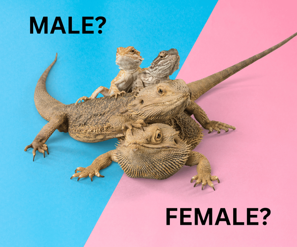 How to Tell if Your Bearded Dragon is Male or Female