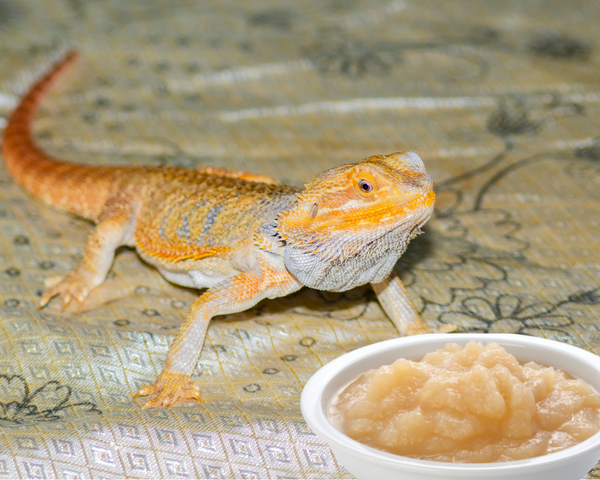 Can Bearded Dragons Eat Applesauce?