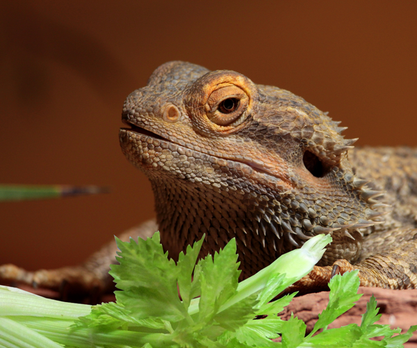 Can Bearded Dragons Eat Celery?