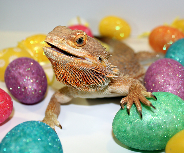 Can Bearded Dragons Eat Eggs?