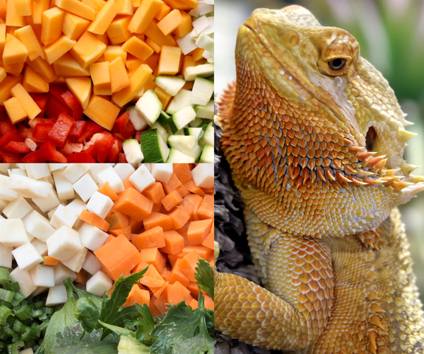 What Vegetables Can Bearded Dragons Eat?